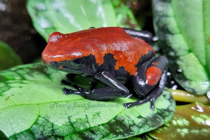 Adelphobates galactonotus "Red" Adelphobates galactonotus "Red"