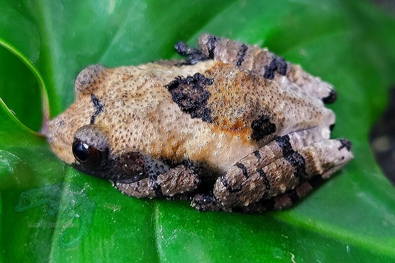 Theloderma asperum