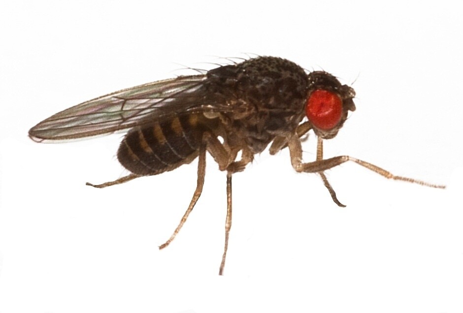 Drosophila hydei