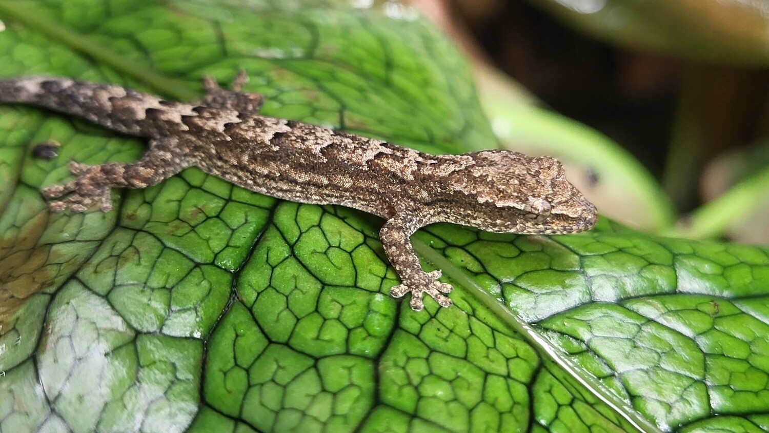 Lepidodactylus lugubris (Type-A)