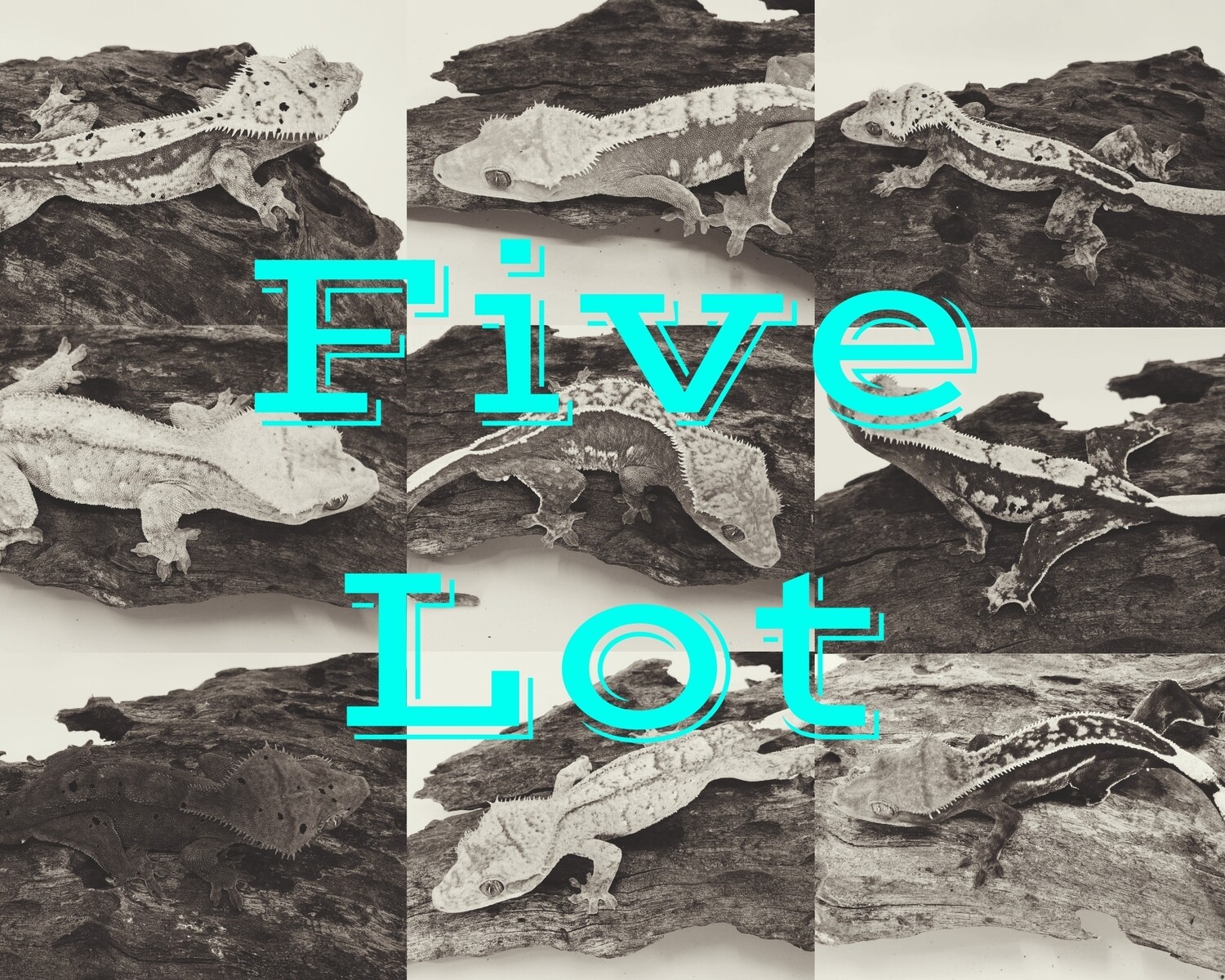 Five Lot Mystery Box