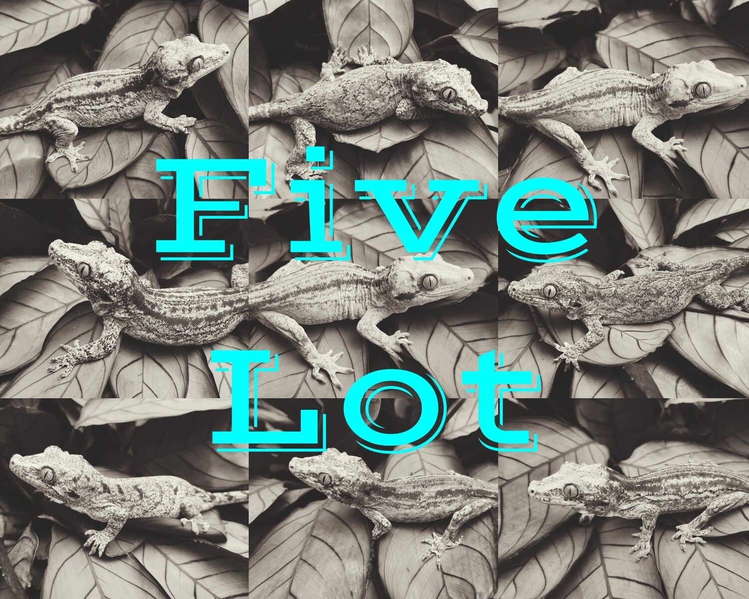 Five Lot Mystery Box