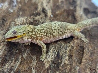 Eurydactylodes occidentalis