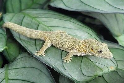 Chameleon Geckos