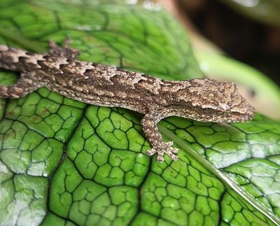 Mourning Geckos