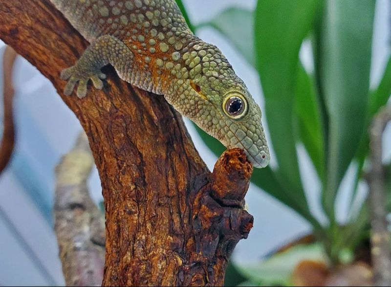 Eurydactylodes agricolae