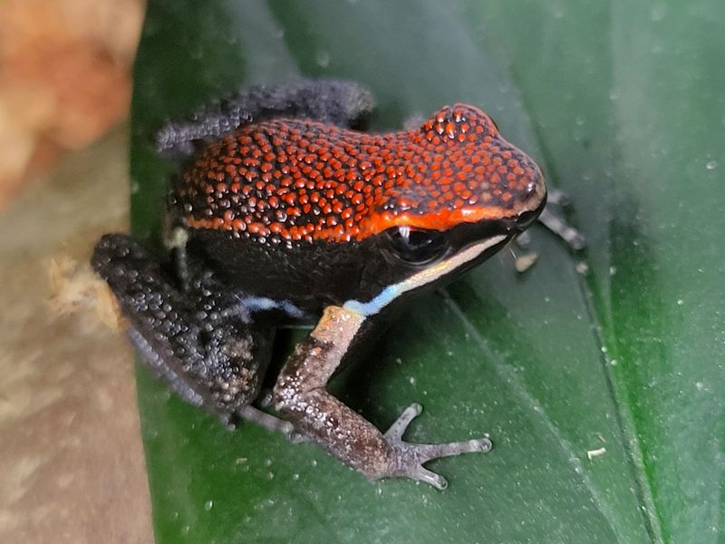 Allobates zaparo