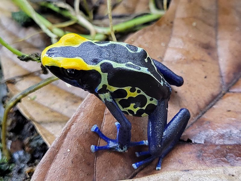 Dendrobates tinctorius &quot;Robertus&quot;