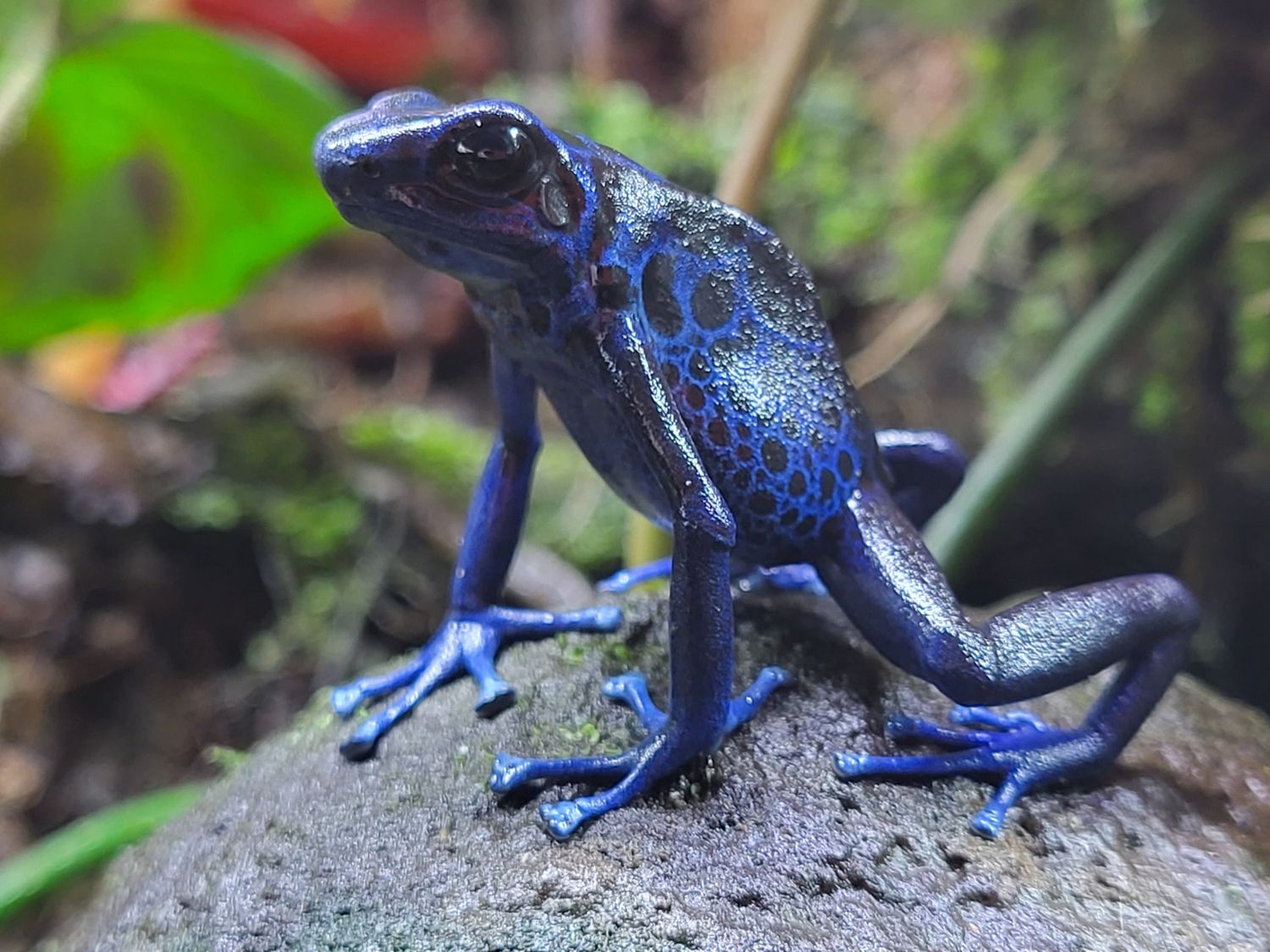 Dendrobates tinctorius &quot;Koetari&quot;