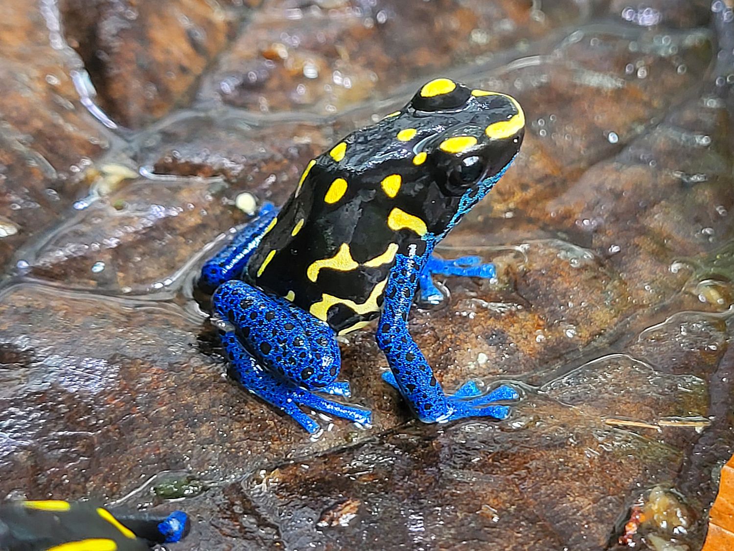 Dendrobates tinctorius &quot;Bakhuis&quot;