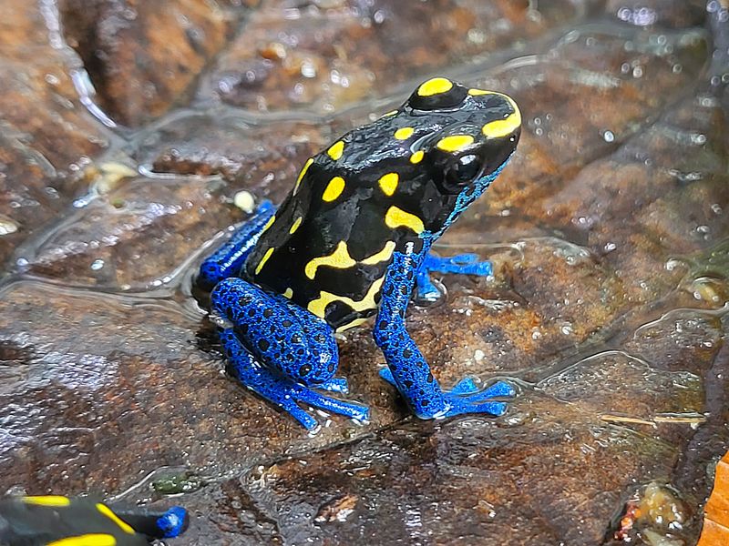 Dendrobates tinctorius "Bakhuis" Dendrobates tinctorius "Bakhuis"