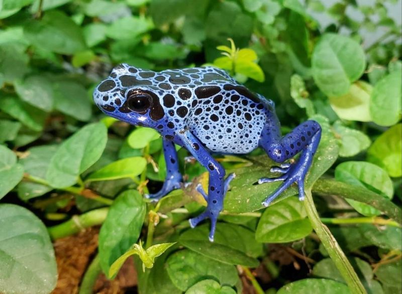 Dendrobates tinctorius &quot;Azureus&quot;