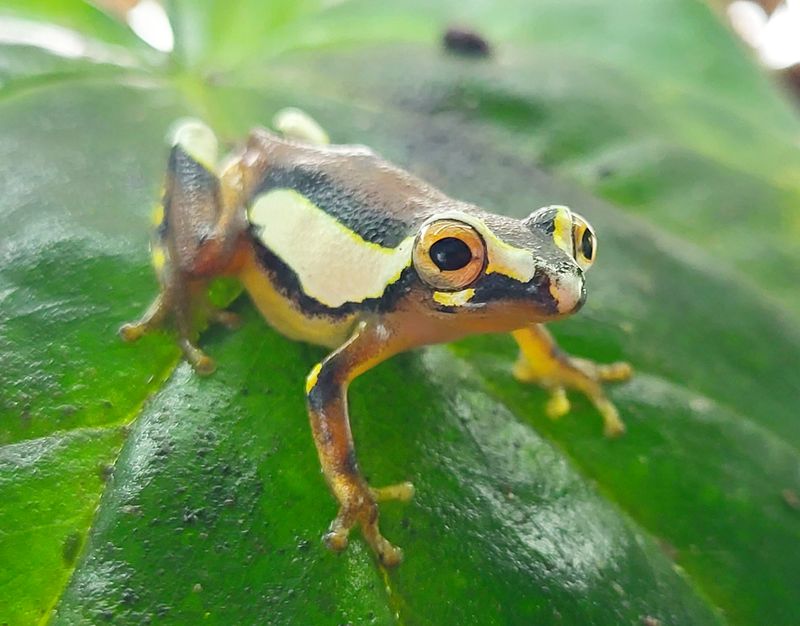 Hyperolius mitchelli Hyperolius mitchelli