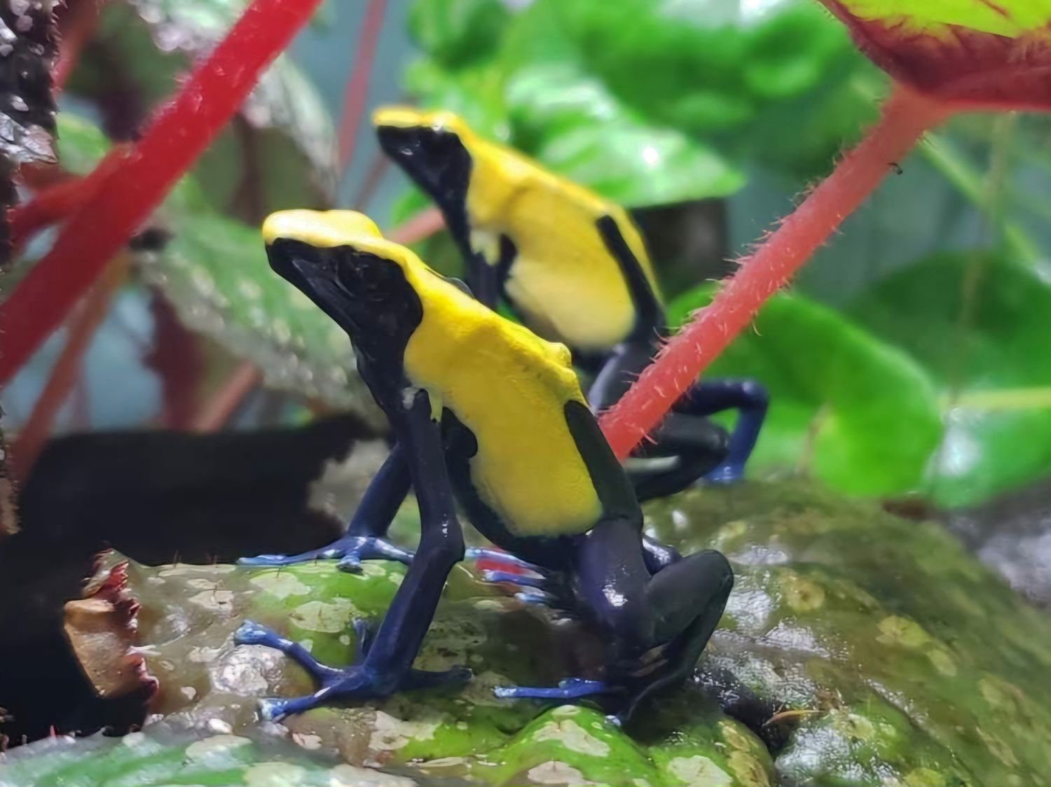 Dendrobates tinctorius &quot;Citronella&quot;
