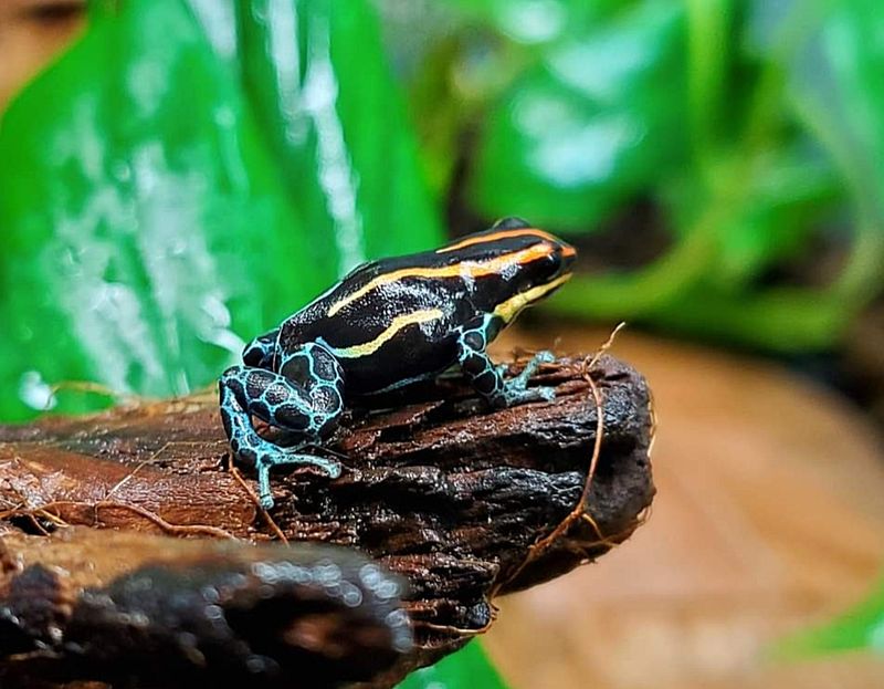 Ranitomeya amazonica "Iquitos" Ranitomeya amazonica "Iquitos"