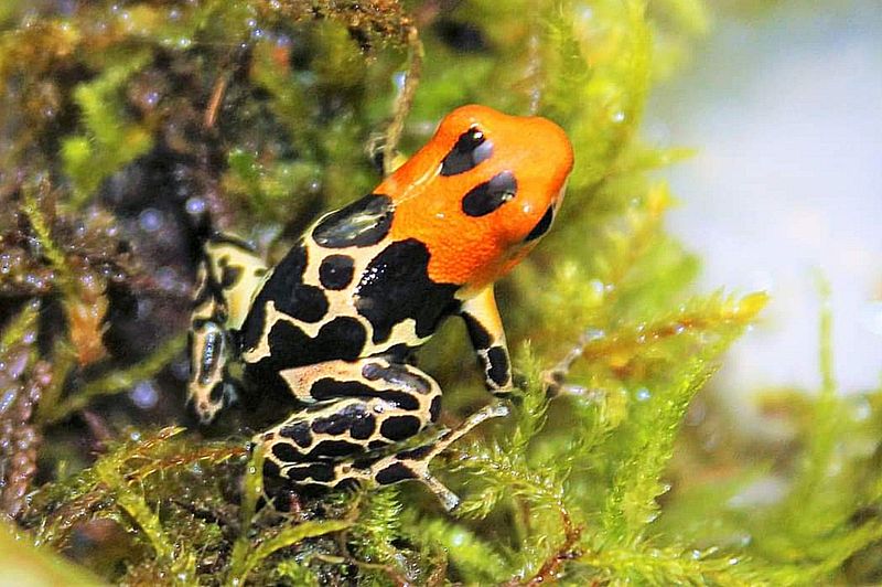 Ranitomeya fantastica "Monte Cristo" Ranitomeya fantastica "Monte Cristo"