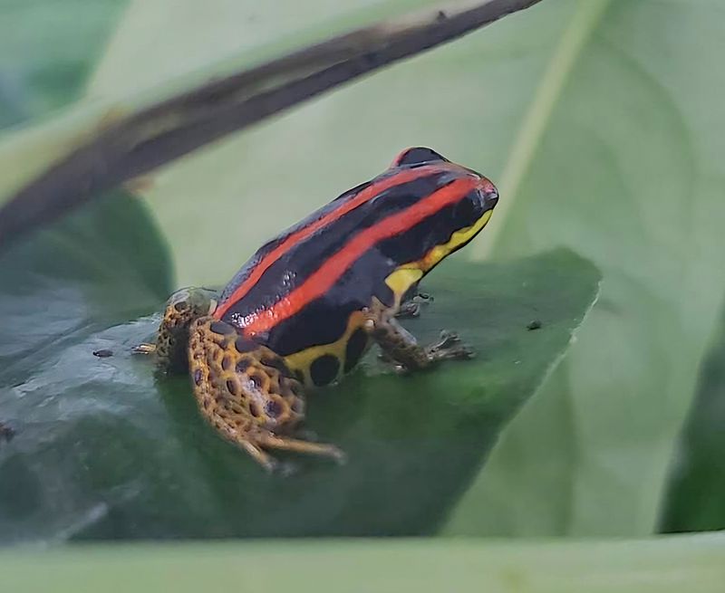 Ranitomeya uakarii "Gold Leg" Ranitomeya uakarii "Gold Leg"