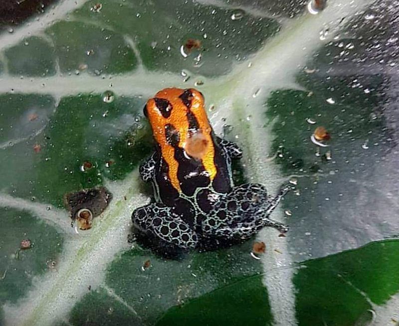 Ranitomeya amazonica "Arena Blanca" Ranitomeya amazonica "Arena Blanca"
