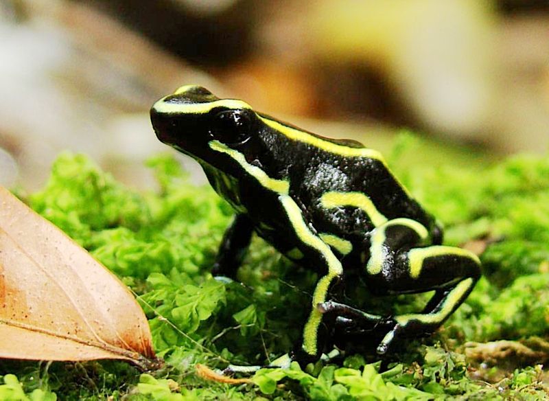 Dendrobates truncatus Dendrobates truncatus
