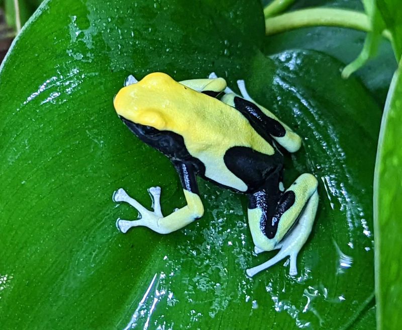 Dendrobates tinctorius &quot;Yellow Back&quot;