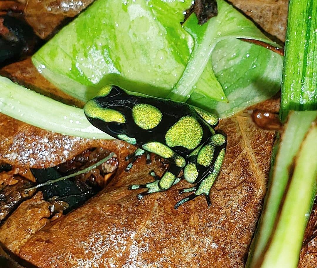 Dendrobates auratus &quot;Colombian Yellow&quot;