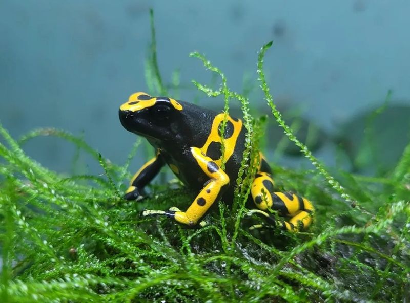 Dendrobates leucomelas "Standard" Dendrobates leucomelas "Standard"