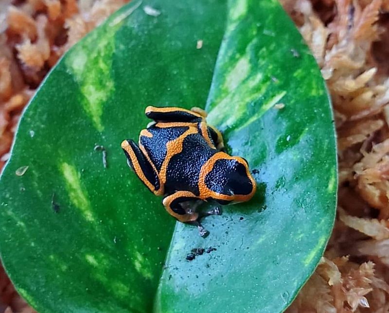 Ranitomeya summersi "Sauce" Ranitomeya summersi "Sauce"