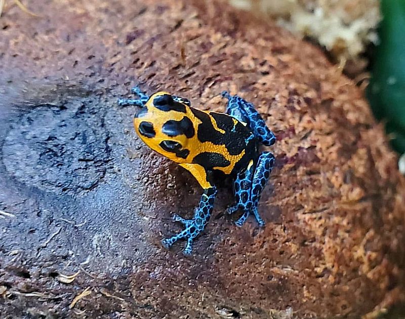 Ranitomeya imitator "Varadaro"