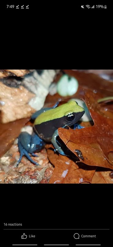 Mantella expectata Mantella expectata
