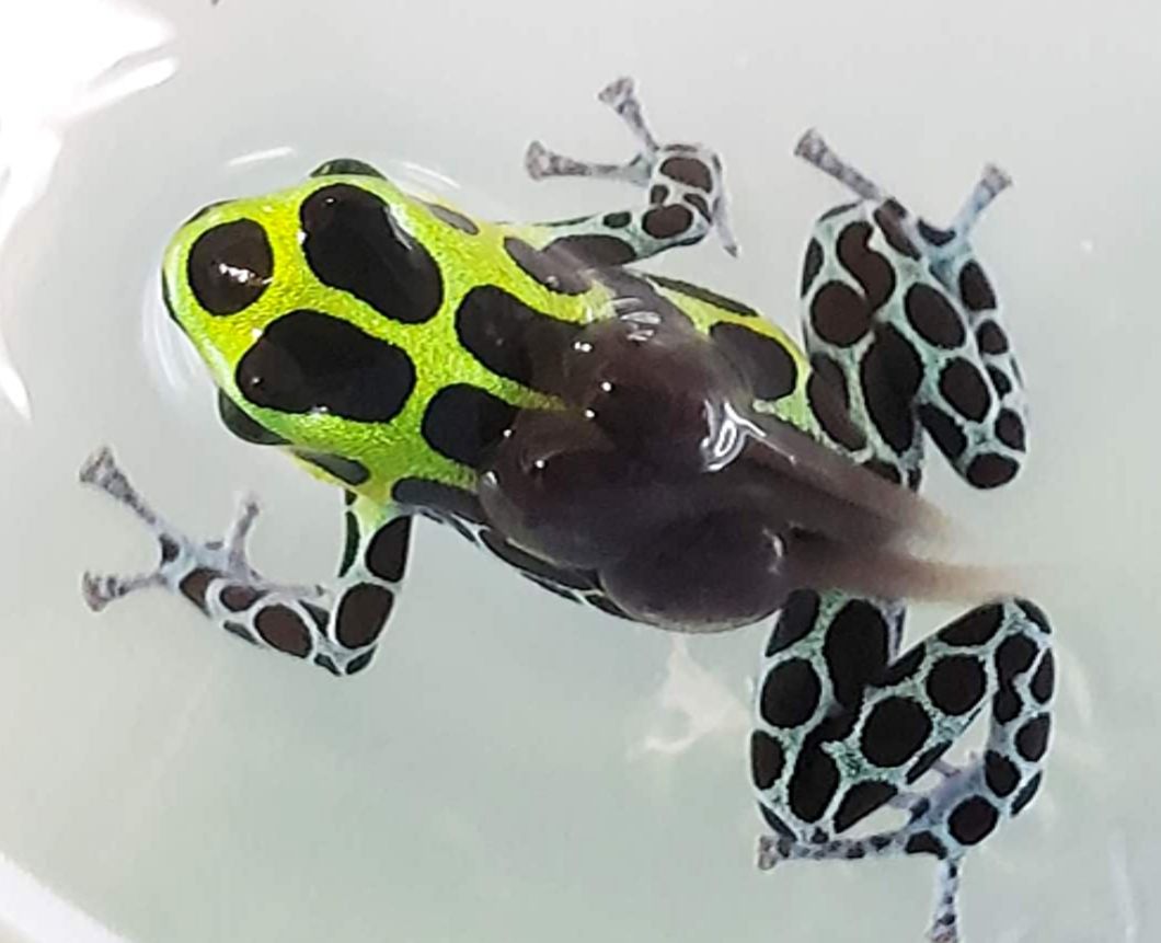 Ranitomaya variabilis &quot;Southern&quot;