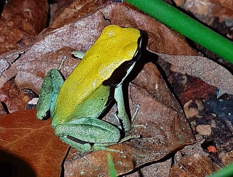 Mantella viridis Mantella viridis