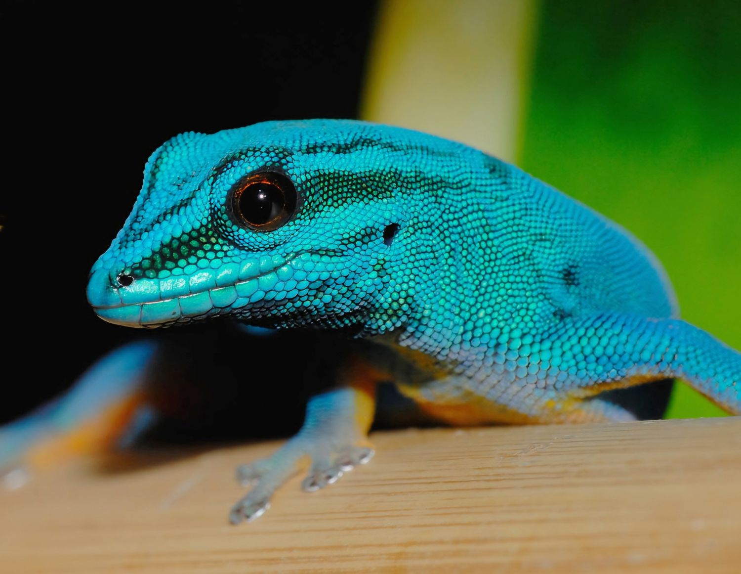 Lygodactylus williamsi