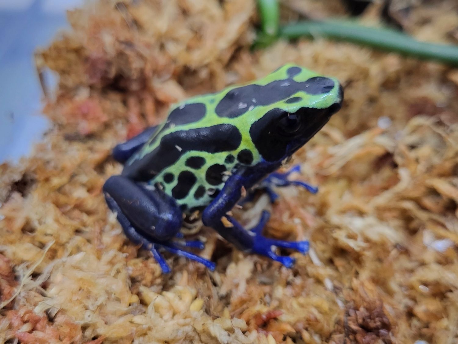 Dendrobates tinctorius &quot;Green Sipaliwini&quot;