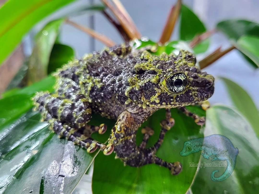 Theloderma corticale