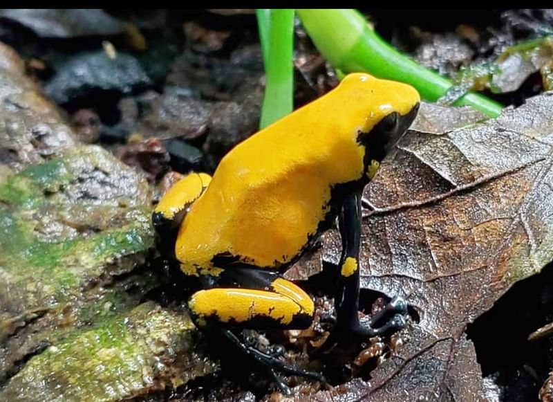 Adelphobates galactonotus "Orange"  Adelphobates galactonotus "Orange"