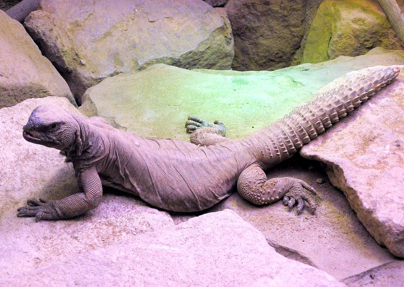 Uromastyx aegyptia