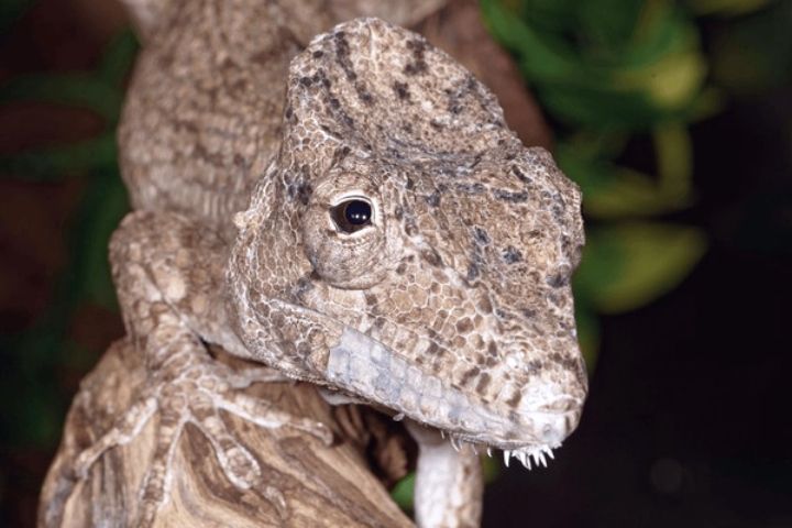 Anolis porcus