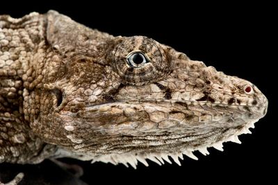 Anoles