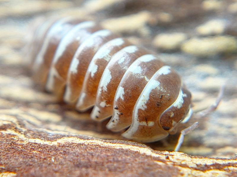 A. maculatum &quot;Zebra - Chocolate&quot;