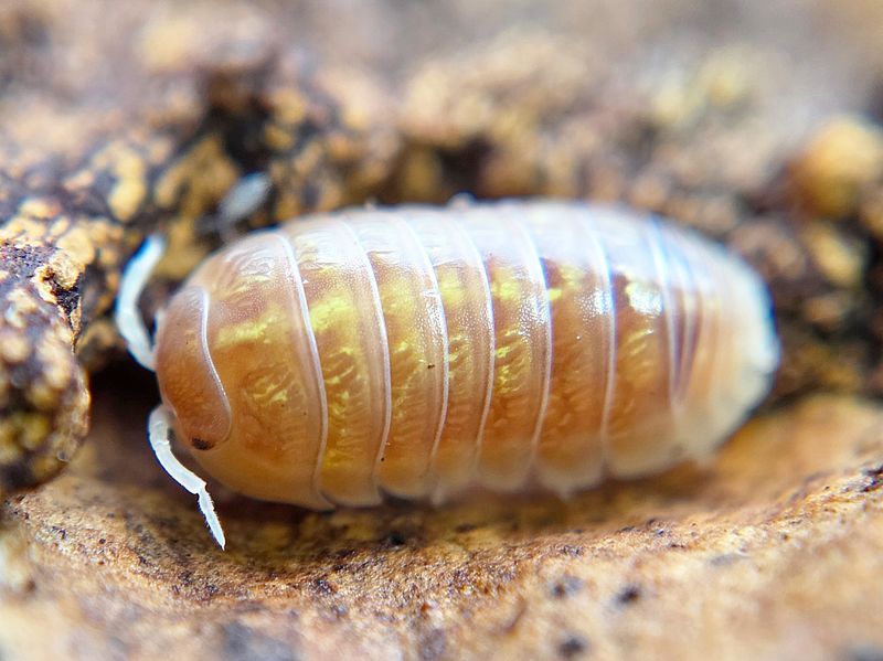 A. vulgare &quot;Albino T+&quot;