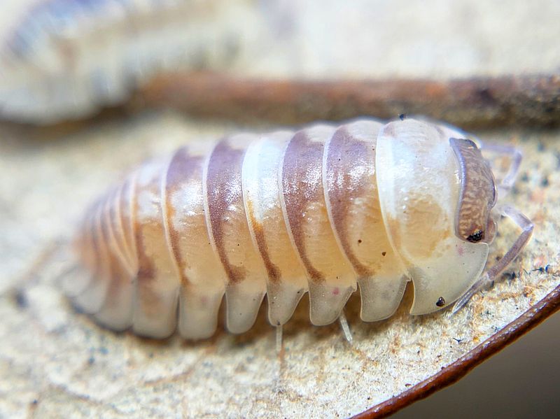 A. espanyoli &quot;Marbleized&quot;