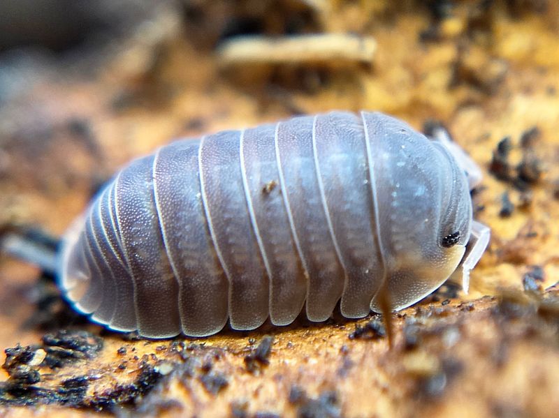 C. murina &quot;Little Sea&quot;