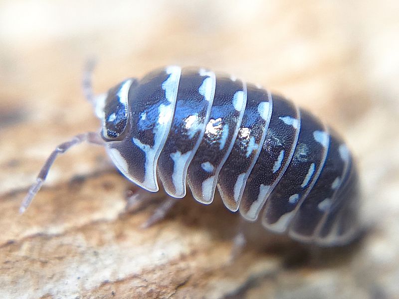 A. maculatum &quot;Zebra&quot;
