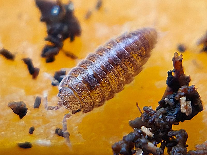 T. sp. &quot;Dwarf Purple&quot;