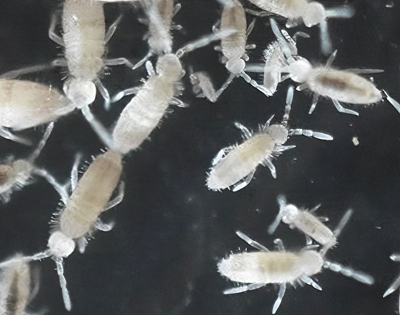 C. sp. &quot;Tropical White Springtail&quot;