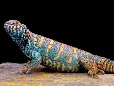 Uromastyx