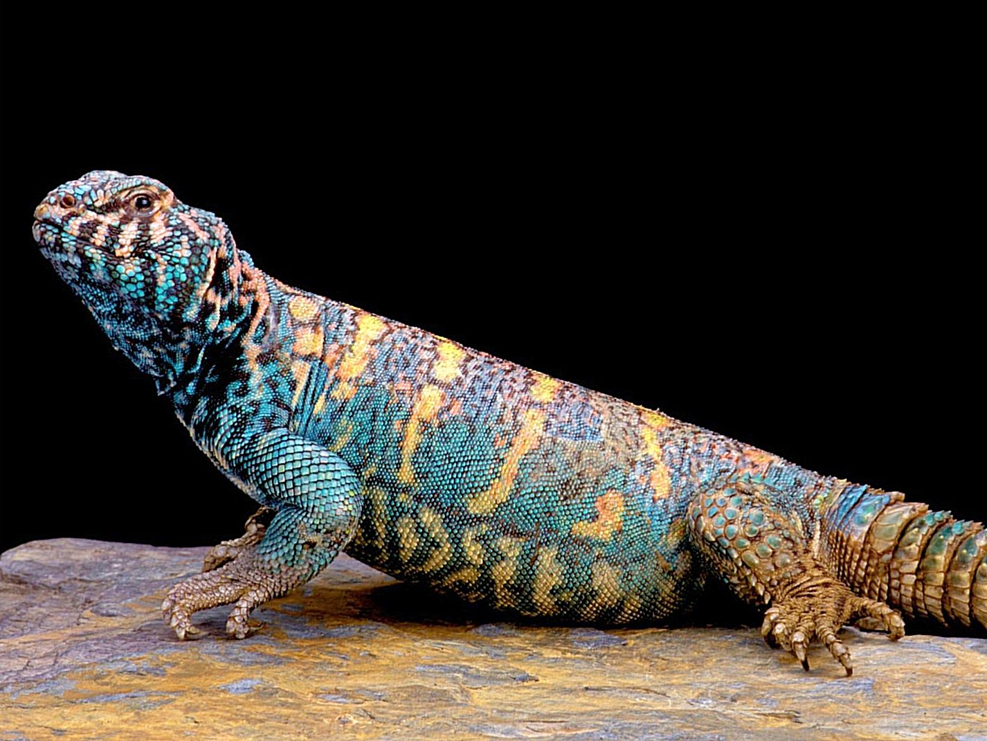 Uromastyx ornata