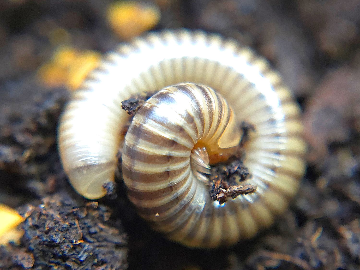 N. americanus "Lafayette"