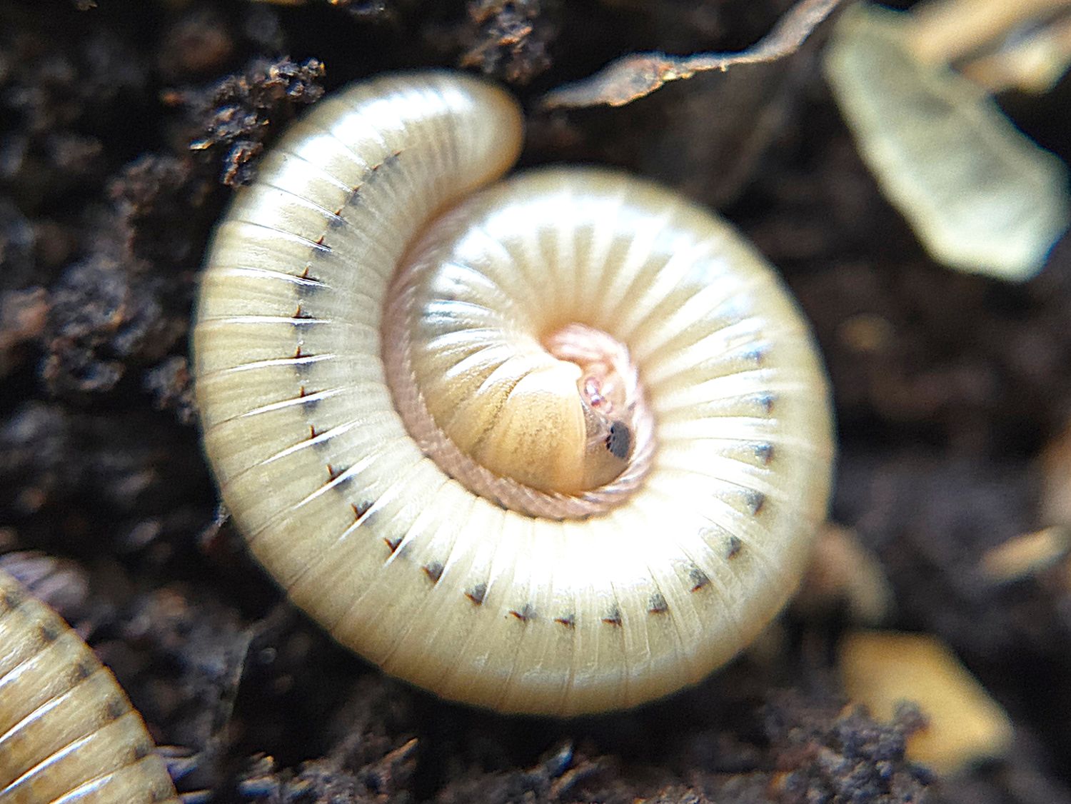 N. americanus "Ocala"