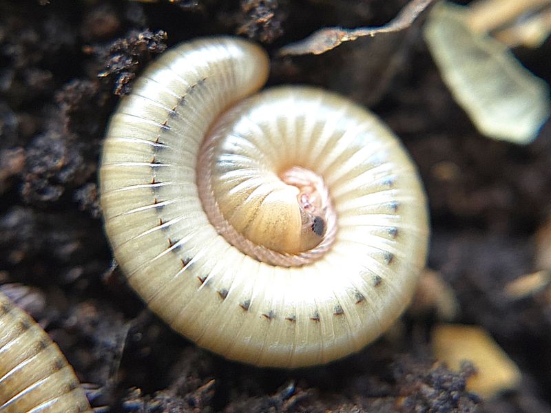 N. americanus &quot;Ocala&quot;